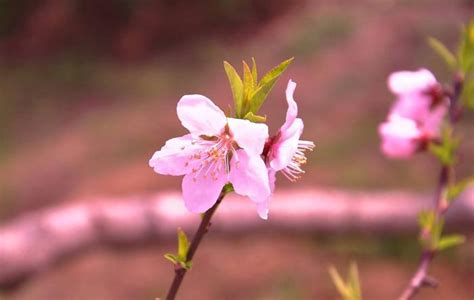 犯桃花怎麼辦